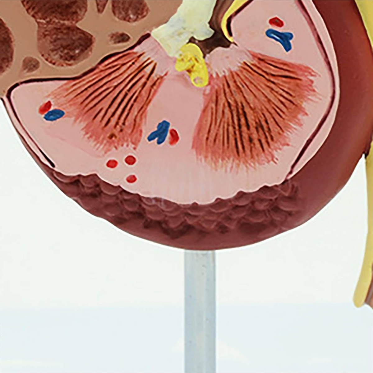 Human Kidney Model